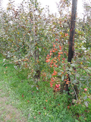 Herfstwandeling wc St. Blasius