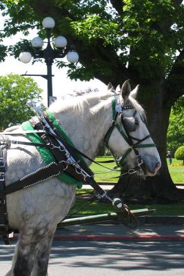 g4/60/464360/3/60546357.ehorses.jpg