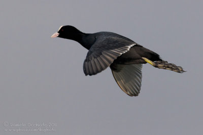 Coot (Fulica atra)