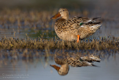 Northern Shoveler (Anas clypeata)