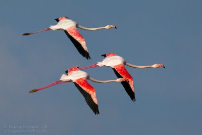 Flamingo (Phoenicopterus roseus)