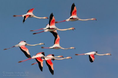 Flamingo (Phoenicopterus roseus)