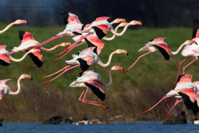 Flamingo (Phoenicopterus roseus)