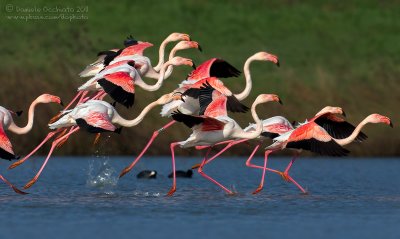 Flamingo (Phoenicopterus roseus)