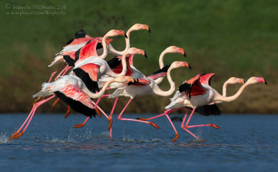 Flamingo (Phoenicopterus roseus)