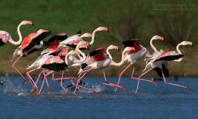 Flamingo (Phoenicopterus roseus)