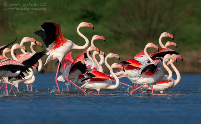 Flamingo (Phoenicopterus roseus)