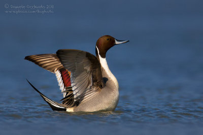 Pintail (Codone)