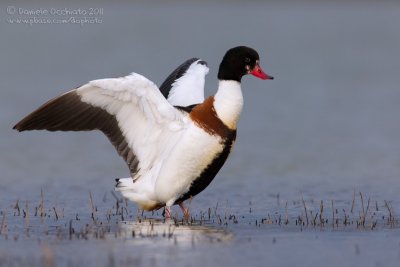 Shelduck (Tadorna tadorna)