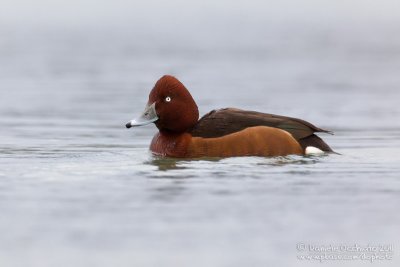 Ferruginous Duck (Aythya nyroca)