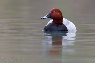 Pochard (Aythya ferina)