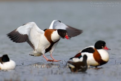 Shelduck (Tadorna tadorna)