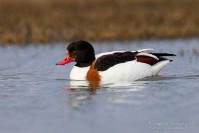 Shelduck (Tadorna tadorna)