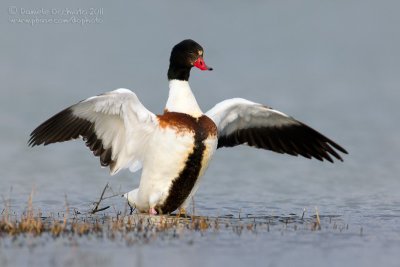 Shelduck (Tadorna tadorna)