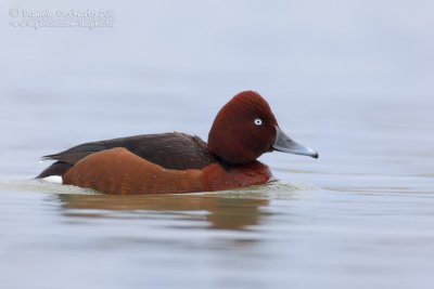 Ferruginous Duck (Aythya nyroca)