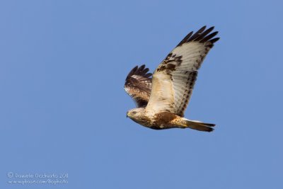 Rough-legged Buzzard (Buteo lagopus)