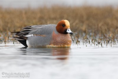 Eurasian Wigeon (Anas penelope)