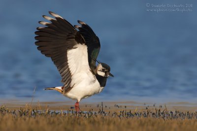 Northern Lapwing (Vanellus vanellus)