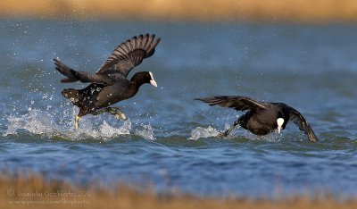 Coot (Fulica atra)