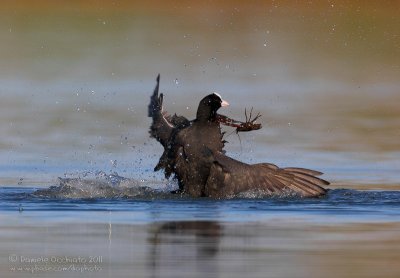 Coot (Fulica atra)