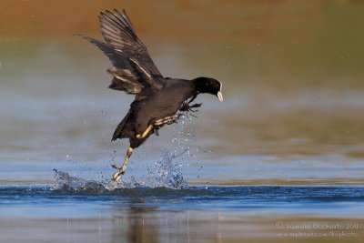 Coot (Fulica atra)