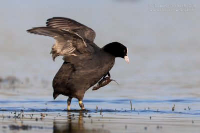 Coot (Fulica atra)