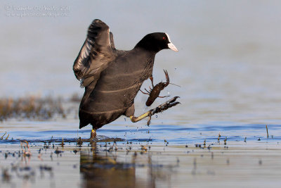 Coot (Fulica atra)