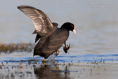 Coot (Fulica atra)