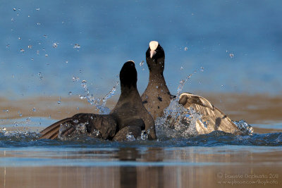 Coot (Fulica atra)