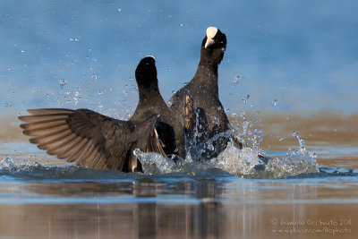 Coot (Fulica atra)