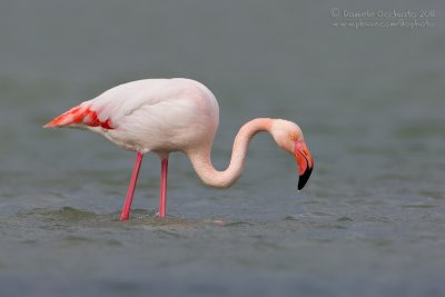 Flamingo (Phoenicopterus roseus)