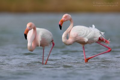 Flamingo (Phoenicopterus roseus)