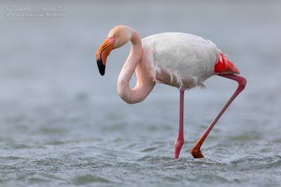 Flamingo (Phoenicopterus roseus)