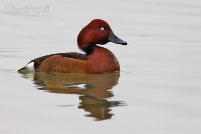 Ferruginous Duck (Aythya nyroca)