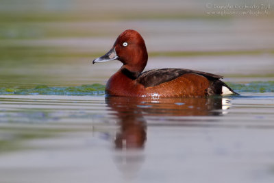 Ferruginous Duck (Aythya nyroca)