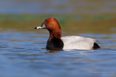 Pochard (Aythya ferina)