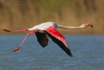 Flamingo (Phoenicopterus roseus)