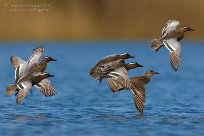 Garganey (Anas querquedula)