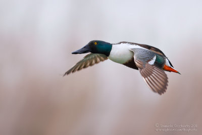 Northern Shoveler (Anas clypeata)