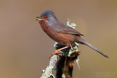 Dartford Warbler (Sylvia undata)