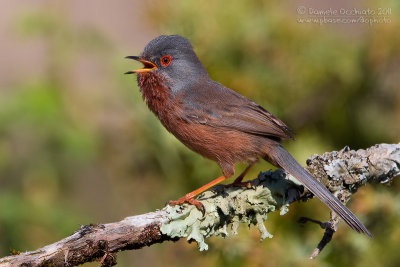 Dartford Warbler (Sylvia undata)