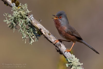 Dartford Warbler (Sylvia undata)