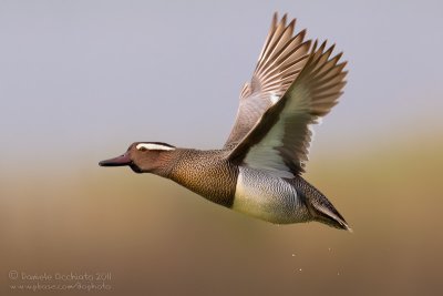 Garganey (Anas querquedula)