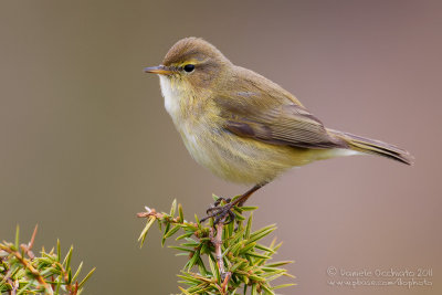 Chiffchaff (Phylloscopus collybita)