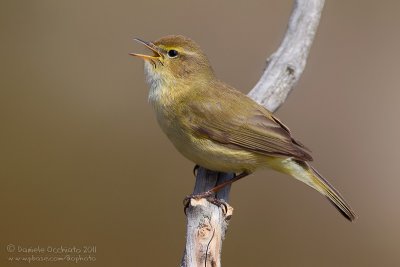 Chiffchaff (Phylloscopus collybita)