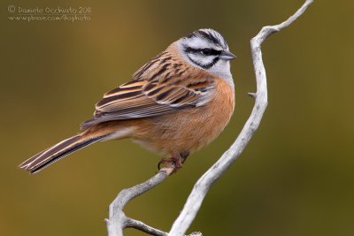 Rock Bunting (Emberiza cia)