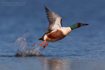 Northern Shoveler (Anas clypeata)