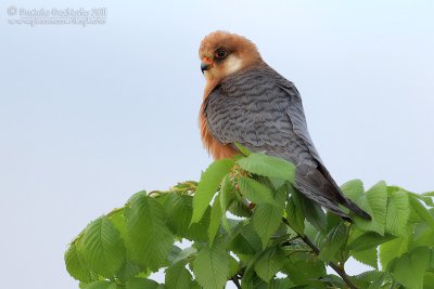 Red-footed Falcon (Falco vespertinus)