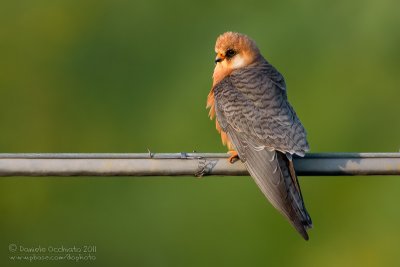 Red-footed Falcon (Falco vespertinus)