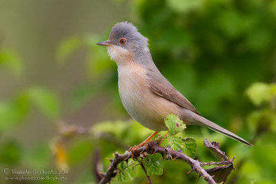 Moltoni's Warbler (Sylvia subalpina)